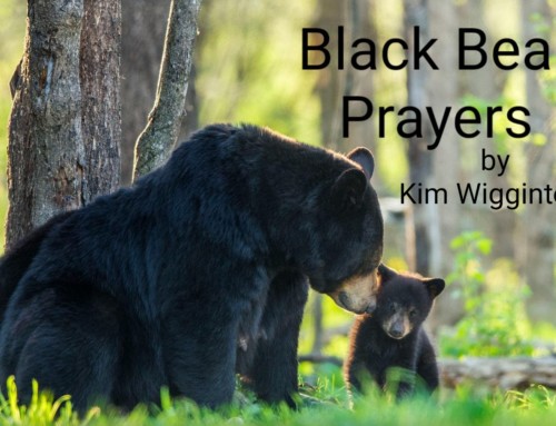 Black Bear Prayers